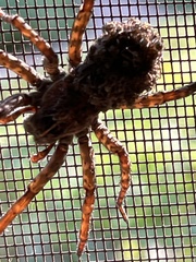 Tigrosa georgicola