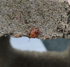 Podisus maculiventris