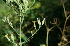 Lactuca quercina