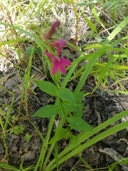 Lobelia × speciosa