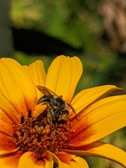 Melissodes microstictus