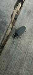 Photinus sturmii