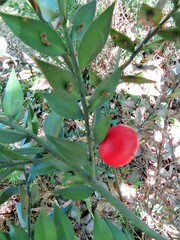 Ruscus aculeatus