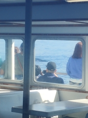 Megaptera novaeangliae