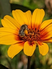 Melissodes microstictus