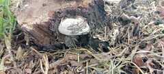 Reticularia lycoperdon