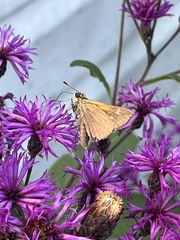 Polites themistocles