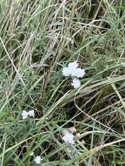Achillea ptarmica