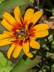 Melissodes microstictus