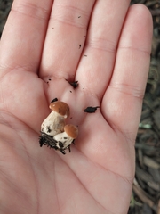 Hohenbuehelia petaloides