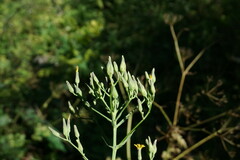 Lactuca quercina
