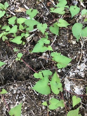 Fallopia cilinodis