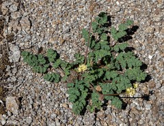 Lomatium martindalei