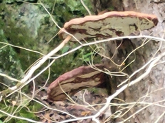 Ganoderma