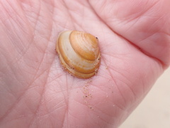 Macoma