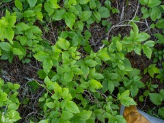 Vaccinium membranaceum