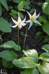 Erythronium montanum