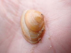 Macoma