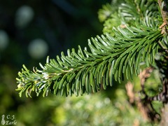 Abies amabilis