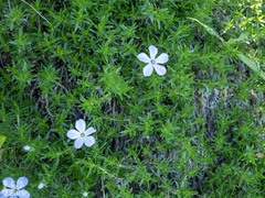 Phlox diffusa