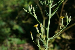 Lactuca quercina