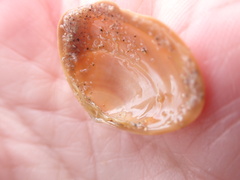 Macoma