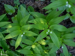 Maianthemum stellatum