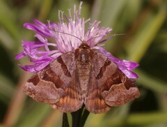 Euclidia glyphica