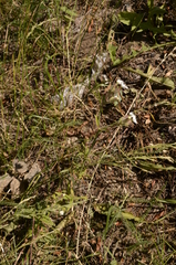 Silene latifolia alba