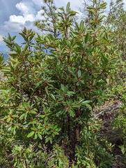 Arbutus arizonica