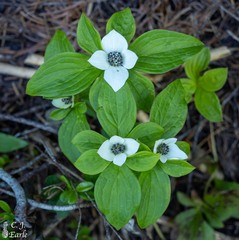 Cornus unalaschkensis