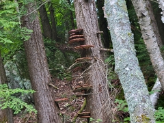 Ganoderma