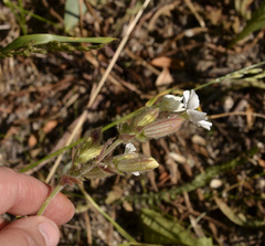 Silene latifolia alba
