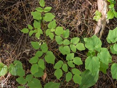 Vancouveria hexandra