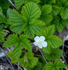 Rubus lasiococcus