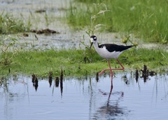 Himantopus mexicanus
