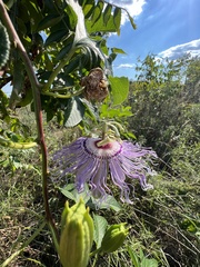 Passiflora incarnata