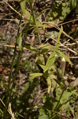 Silene latifolia alba