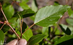 Populus trichocarpa