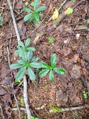 Chimaphila umbellata