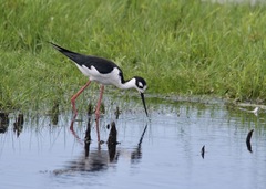 Himantopus mexicanus