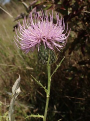 Cirsium discolor