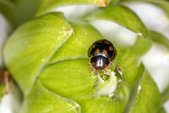 Propylea quatuordecimpunctata