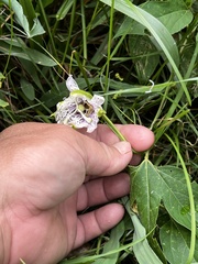 Passiflora incarnata