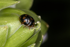 Propylea quatuordecimpunctata