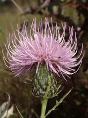 Cirsium discolor