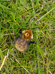 Bombus muscorum