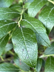 Vaccinium corymbosum