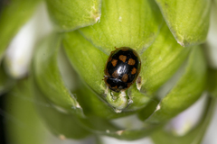 Propylea quatuordecimpunctata
