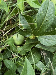 Passiflora incarnata